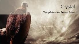  Presentation with peregrine falcon - Cool new slide set with peregrine falcon - eagle sitting on a log backdrop and a soft green colored foreground