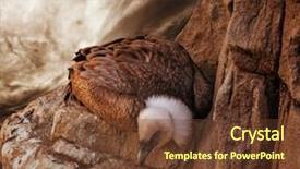  Presentation with peregrine falcon - Beautiful theme featuring peregrine falcon - eagle sitting on a rock backdrop and a tawny brown colored foreground