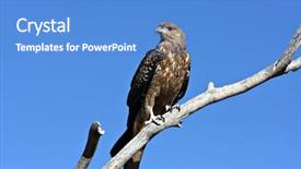  Presentation with peregrine falcon - Audience pleasing presentation theme consisting of peregrine falcon - kite backdrop and a teal colored foreground