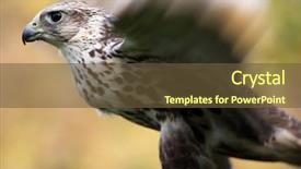  Presentation with close up of a brick - PPT theme having peregrine falcon - merlin falco columbarius close up background and a tawny brown colored foreground