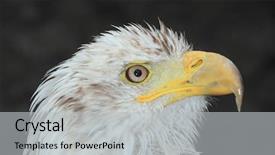  Presentation with peregrine falcon - Presentation theme featuring peregrine falcon - portrait of an eagle background and a light gray colored foreground