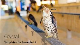  Presentation with peregrine falcon - Amazing presentation design having peregrine-falcon-for-sale backdrop and a coral colored foreground