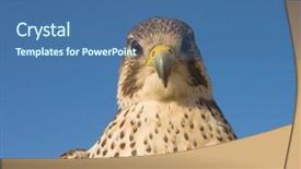  Presentation with peregrine falcon - PPT layouts enhanced with peregrine falcon in closeup background and a ocean colored foreground