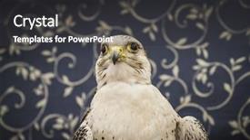  Presentation with peregrine falcon - PPT layouts having peregrine falcon medieval bird wildlife background and a dark gray colored foreground