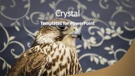  Presentation with peregrine falcon - Slide set consisting of peregrine falcon medieval bird wildlife background and a gray colored foreground