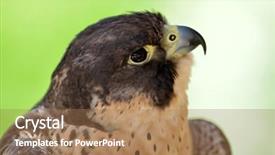  Presentation with peregrine falcon - Theme enhanced with peregrine falcon portrait falco pregrinus background and a  colored foreground