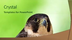  Presentation with peregrine falcon - Theme consisting of peregrine falcon portrait falco pregrinus background and a mint green colored foreground