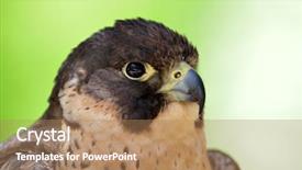  Presentation with peregrine falcon - Colorful slides enhanced with peregrine falcon portrait falco pregrinus backdrop and a coral colored foreground