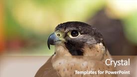  Presentation with peregrine falcon - PPT theme having peregrine falcon portrait falco pregrinus background and a coral colored foreground