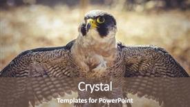  Presentation with peregrine falcon - Beautiful PPT layouts featuring kinkaku-ji golden temple pavilion in kyoto japan backdrop and a tawny brown colored foreground.
