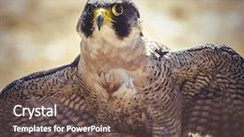  Presentation with peregrine falcon - Slide deck enhanced with peregrine falcon with open wings background and a violet colored foreground