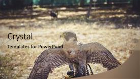  Presentation with peregrine falcon - Audience pleasing theme consisting of peregrine falcon with open wings backdrop and a coral colored foreground