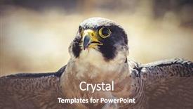  Presentation with peregrine falcon - PPT layouts featuring peregrine falcon with open wings background and a violet colored foreground