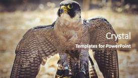  Presentation with peregrine falcon - PPT theme enhanced with peregrine falcon with open wings background and a coral colored foreground