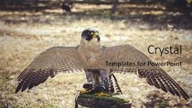  Presentation with peregrine falcon - Presentation design consisting of peregrine falcon with open wings background and a coral colored foreground