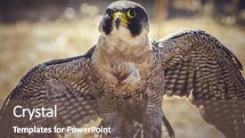 Presentation with peregrine falcon - Slide set with peregrine falcon with open wings background and a violet colored foreground