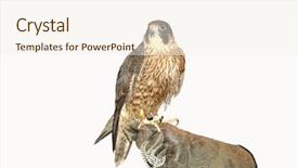  Presentation with peregrine falcon - PPT theme enhanced with peregrine falcon background and a cream colored foreground