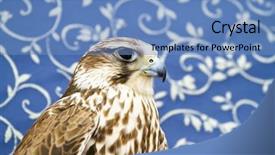  Presentation with peregrine falcon - Amazing PPT theme having peregrine falcon backdrop and a teal colored foreground