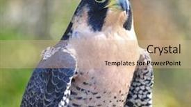  Presentation with peregrine falcon - PPT theme enhanced with peregrine falcon background and a lemonade colored foreground