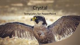  Presentation with peregrine falcon - Audience pleasing slide deck consisting of peregrinus peregrine falcon with open backdrop and a coral colored foreground