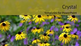  Presentation with black - Theme with perennial - black eyed susan 's background and a gold colored foreground