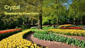  Presentation with tulips - Beautiful presentation featuring perennial - blooming pink tulips flowerbeds backdrop and a tawny brown colored foreground