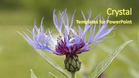  Presentation with mountain - PPT theme consisting of perennial-cornflower-centaurea-montana-aka background and a tawny brown colored foreground