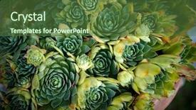  Presentation with growing - Amazing slide set having perennial plant growing in flower backdrop and a tawny brown colored foreground