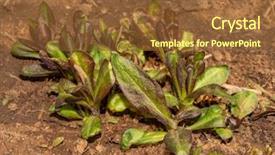  Presentation with tall - Amazing slide set having perennial tall phlox new growth backdrop and a tawny brown colored foreground