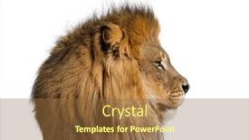  Presentation with male lion - PPT theme enhanced with perfect-profile-of-a-adult background and a  colored foreground