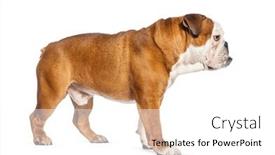  Presentation with english bulldog - 