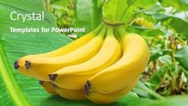  Presentation with yellow green - PPT theme enhanced with perfect-ripe-yellow-bananas background and a shamrock green colored foreground