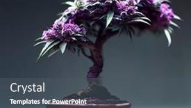  Presentation with bonsai - Presentation theme enhanced with perfect-shaped-purple-flowering-cannabis background and a  colored foreground