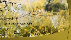  Presentation with spider web - Slide deck featuring perfect-spider-web-hanging background and a yellow colored foreground