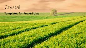  Presentation with agrarian - Presentation theme enhanced with perfect-sunlight-on-the-wavy background and a coral colored foreground