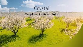  Presentation with orchard - Presentation theme enhanced with perfect-view-of-a-blooming background and a  colored foreground