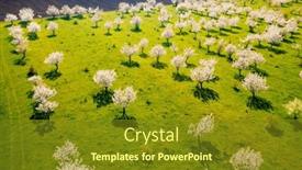  Presentation with orchard - Presentation theme with perfect-view-of-a-blooming background and a gold colored foreground