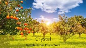  Presentation with mandarin oranges - Audience pleasing PPT layouts consisting of perfect-view-of-ripe-juicy backdrop and a gold colored foreground