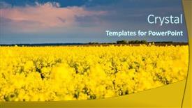  Presentation with vibrant blue - Slide set with perfect-yellow-canola-field background and a  colored foreground