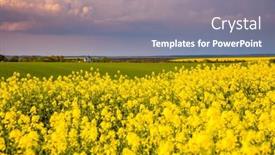  Presentation with agrarian - Presentation enhanced with perfect-yellow-field-of-canola background and a  colored foreground