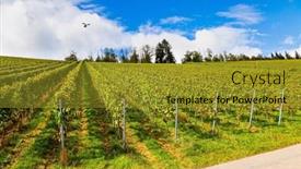  Presentation with vineyards - Slides having perfectly-level-and-well-groomed background and a gold colored foreground