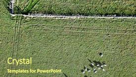  Presentation with sheep - PPT theme consisting of perimeter - flock of sheep countryside farm background and a tawny brown colored foreground