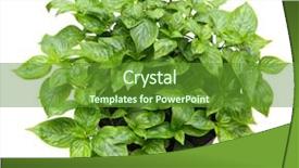  Presentation with plant - Audience pleasing slide deck consisting of peristrophe-roxburghiana-plant backdrop and a tawny brown colored foreground