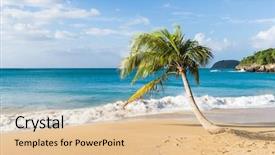  Presentation with coconut palm tree - PPT theme consisting of perl - lonely coconut palm tree background and a lemonade colored foreground