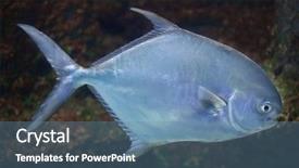  Presentation with permit - Amazing theme having permits - permit trachinotus falcatus marine fish backdrop and a teal colored foreground