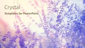  Presentation with nature purple - Slide deck enhanced with perovskia-atriplicifolia-blue-spire-blue background and a cream colored foreground