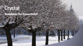  Presentation with winter evergreen forest - Presentation theme consisting of sea salt with dried fruits plants and flowers background and a light gray colored foreground