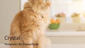  Presentation with long term care home - Colorful presentation theme enhanced with persa cats - beautiful ginger long hair cat backdrop and a  colored foreground