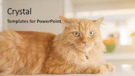  Presentation with long hair - Presentation theme featuring persa cats - beautiful ginger long hair cat background and a  colored foreground