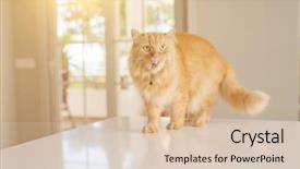  Presentation with long hair - Presentation enhanced with persa cats - beautiful ginger long hair cat background and a  colored foreground